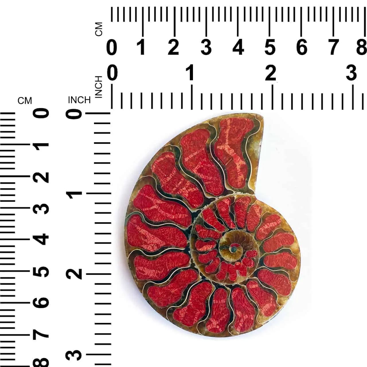 Ammonite Half with Coral Inlay Large Cabochon 67-72mm - 1 piece