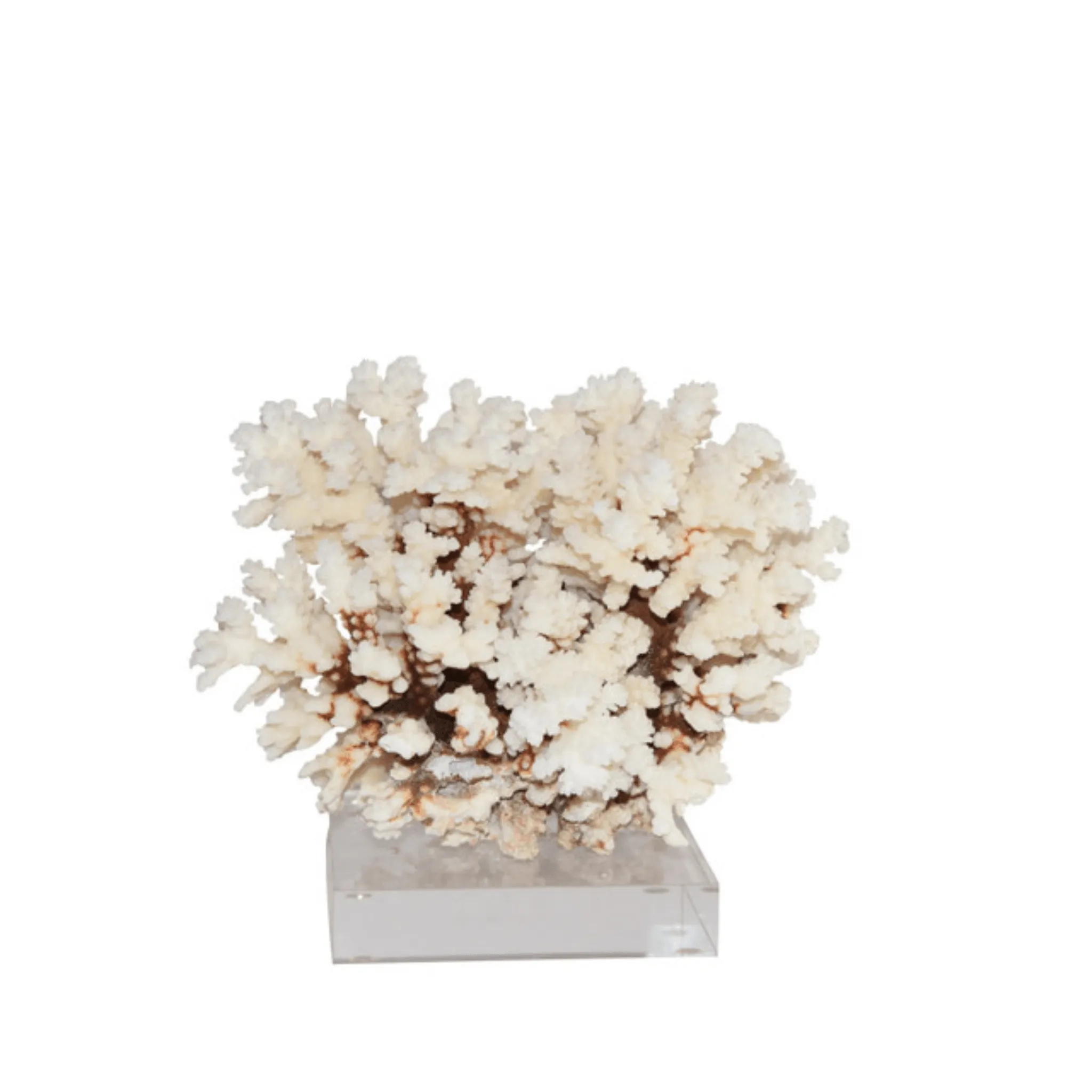 Brownstem Coral