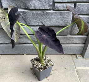 Colocasia Coal Miner ESC Black Coral 5"